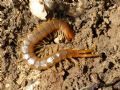 Scolopendra canidens